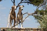 WHIPPET 041